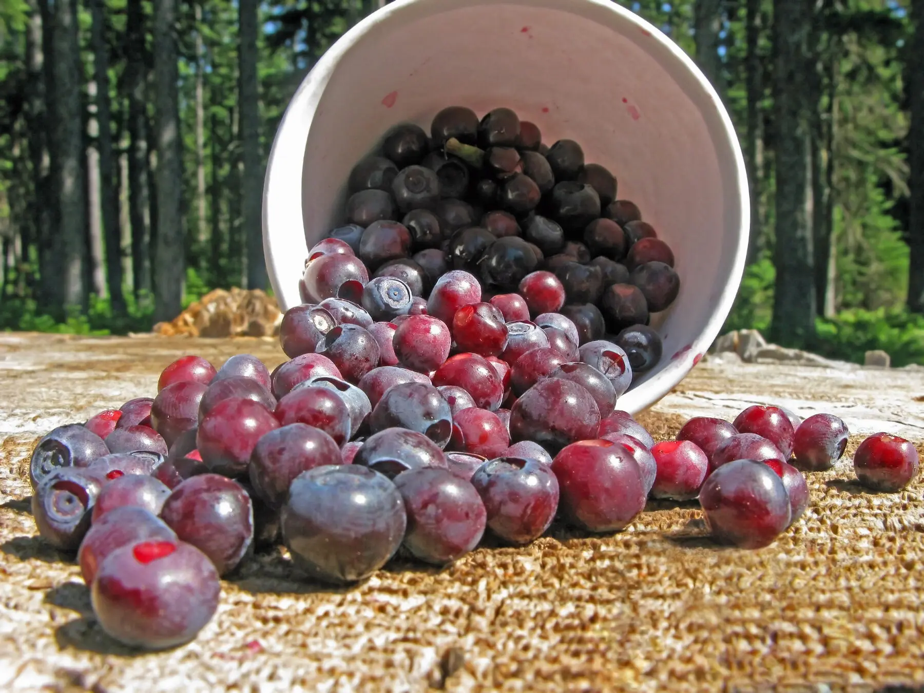 berry guide 1