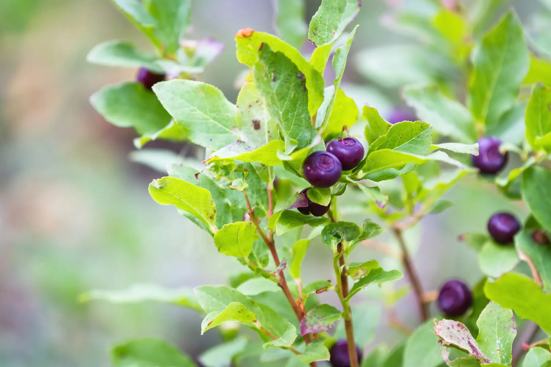 berry guide 2