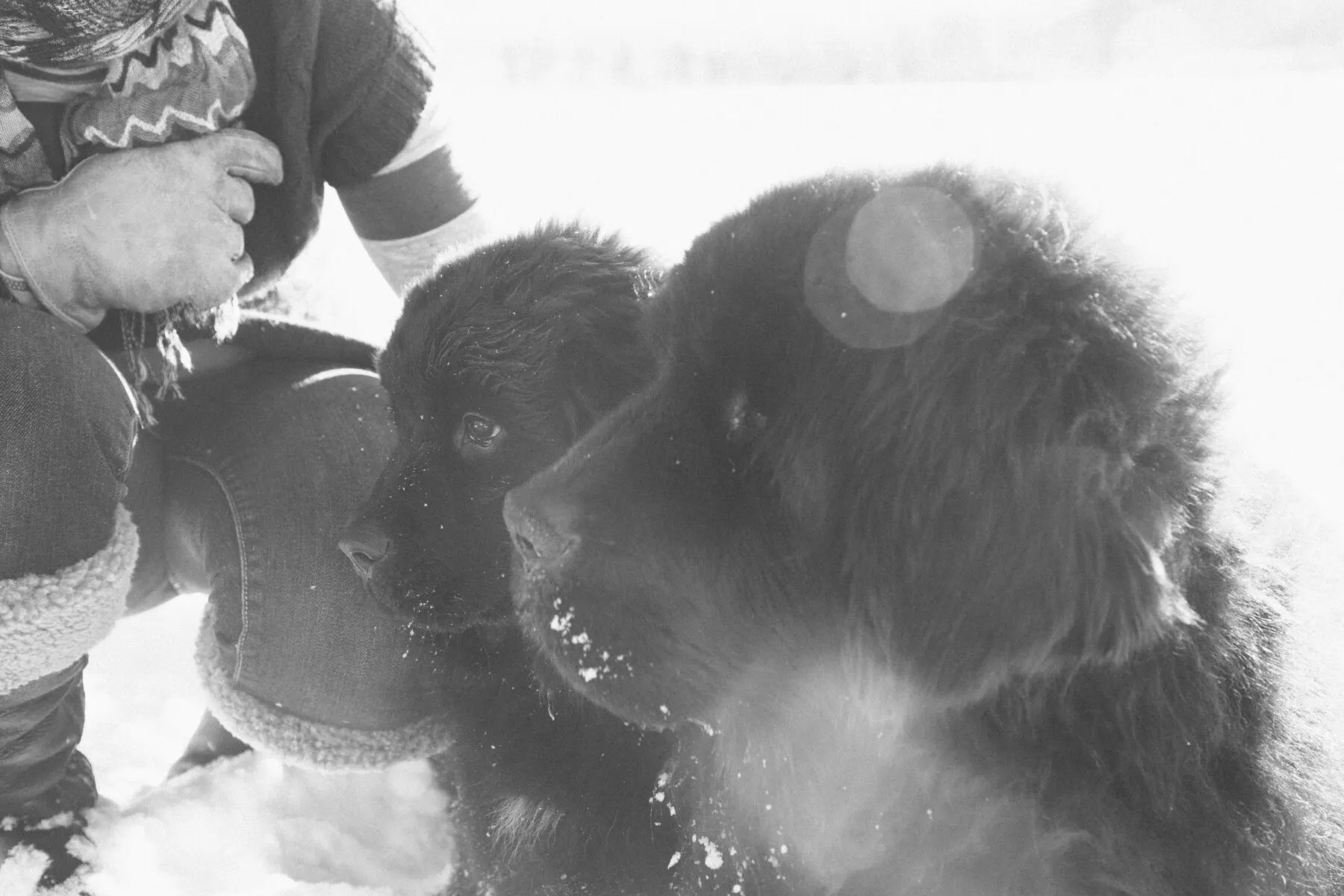 role of dogs 11