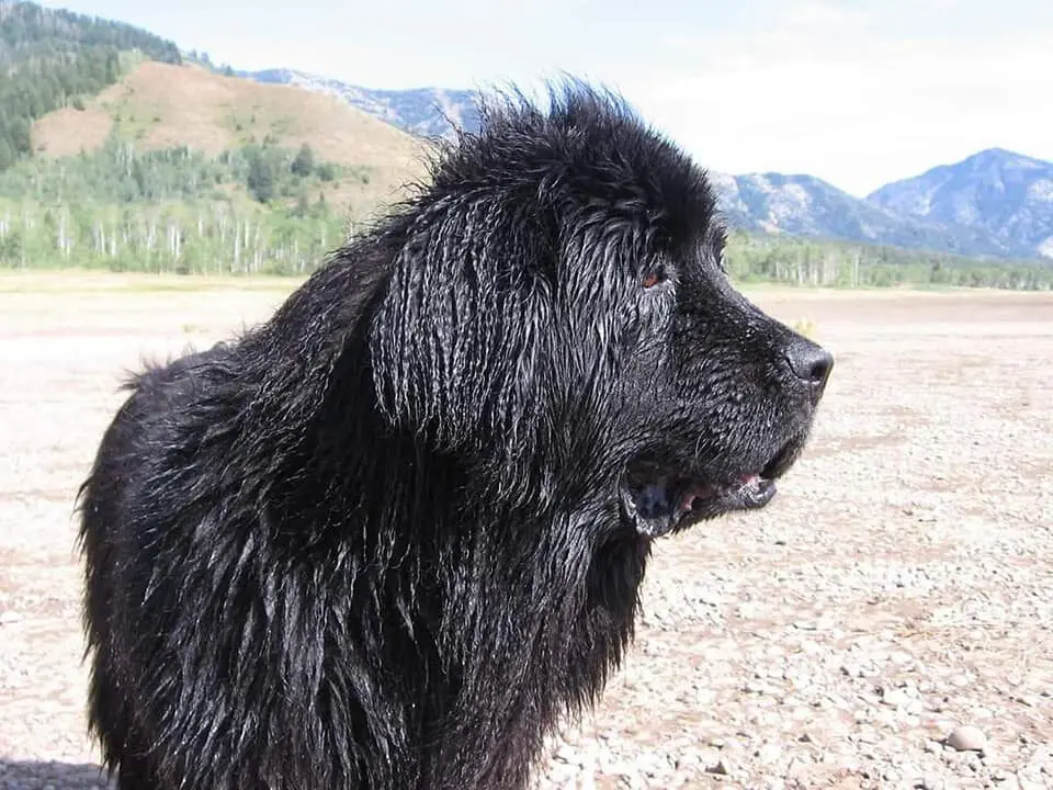 role of dogs 5