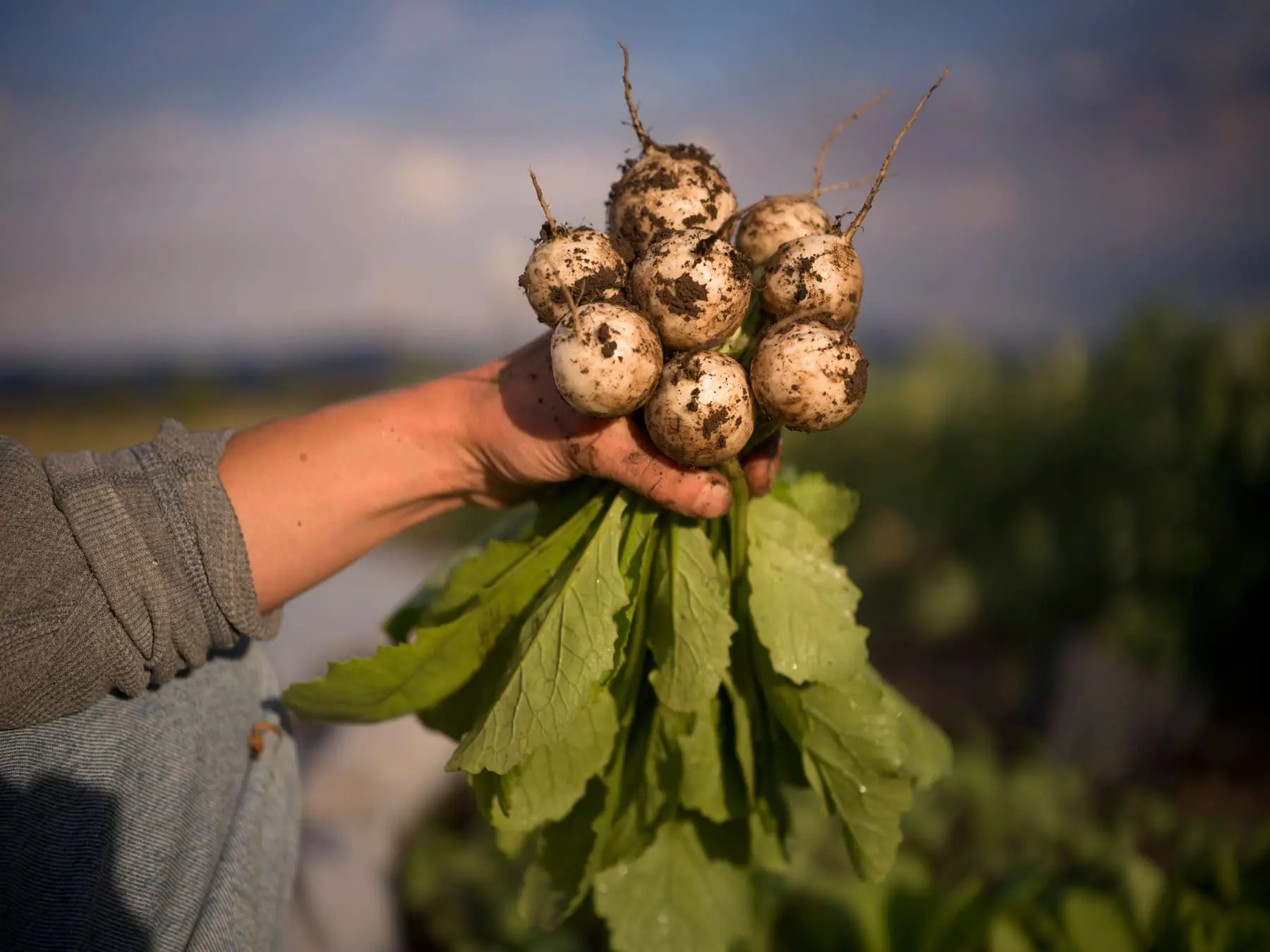 On the Farm: A Hand in the Harvest