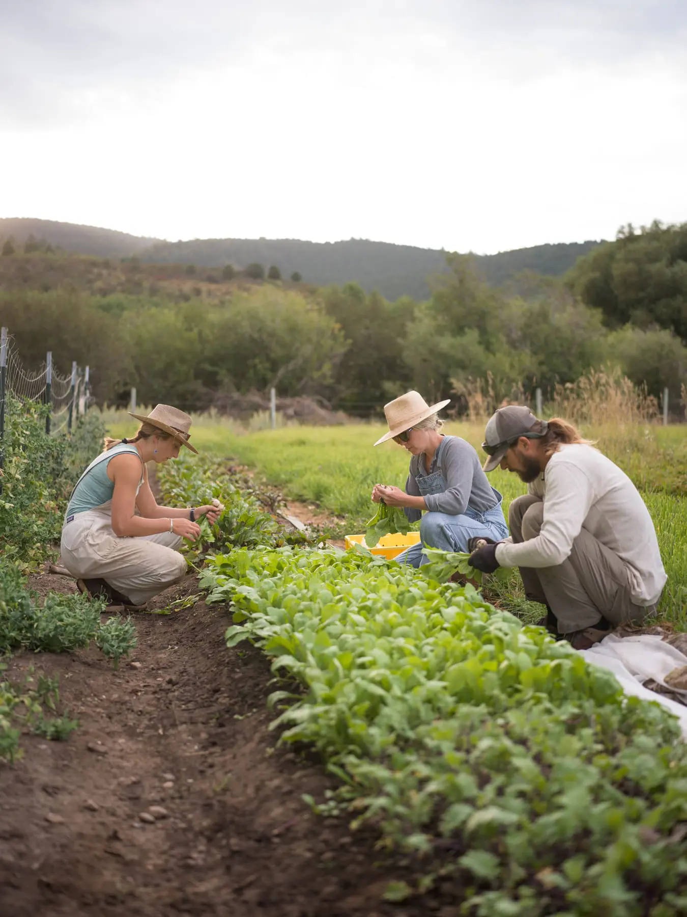 csa farmshares 3