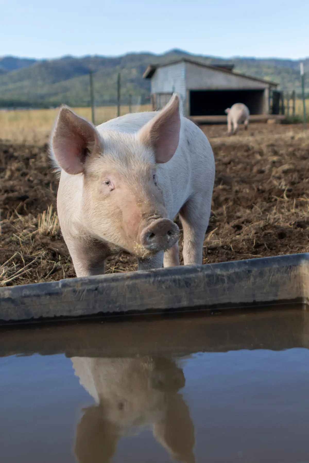 csa farmshares 4