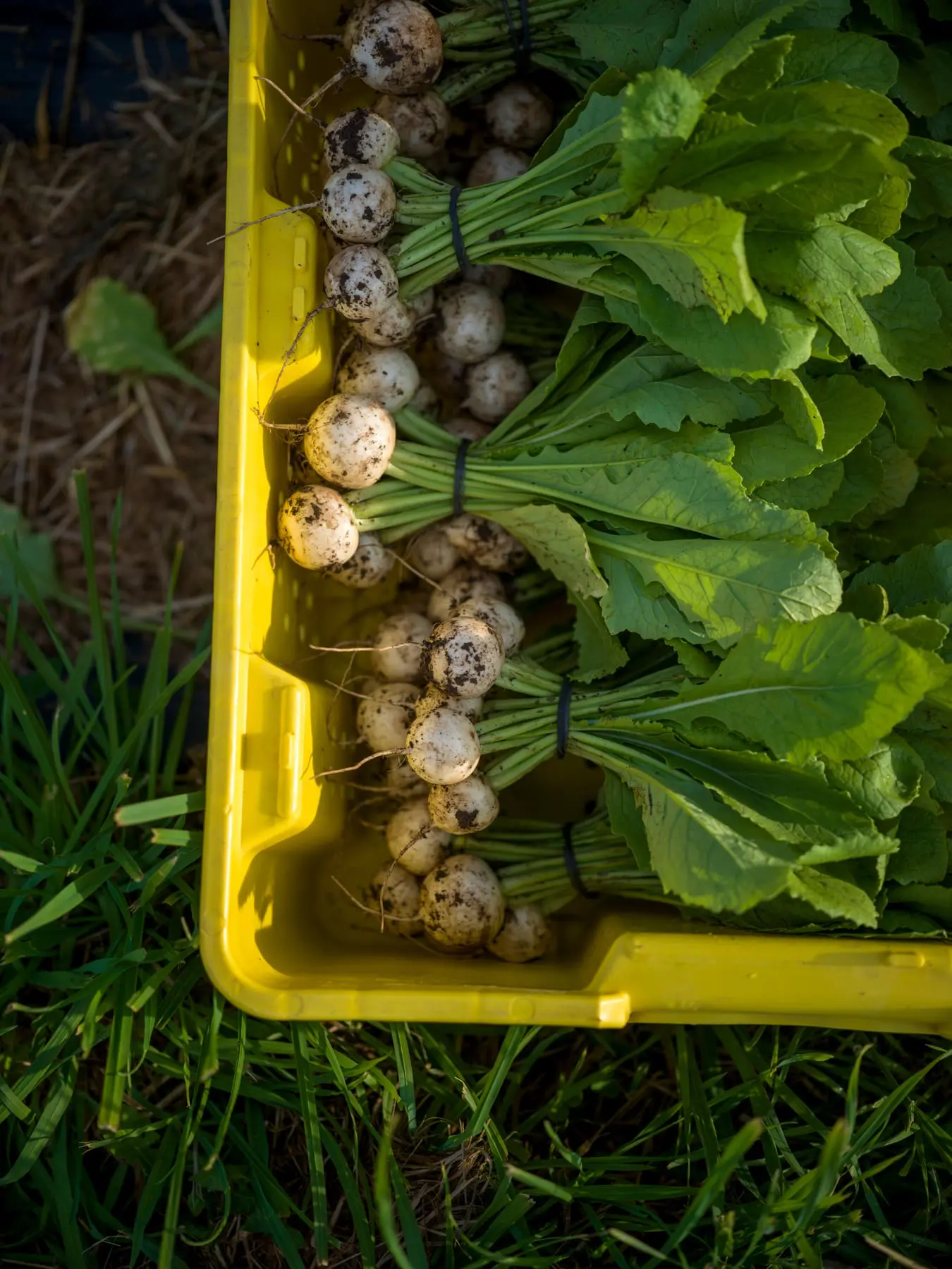 csa farmshares 7