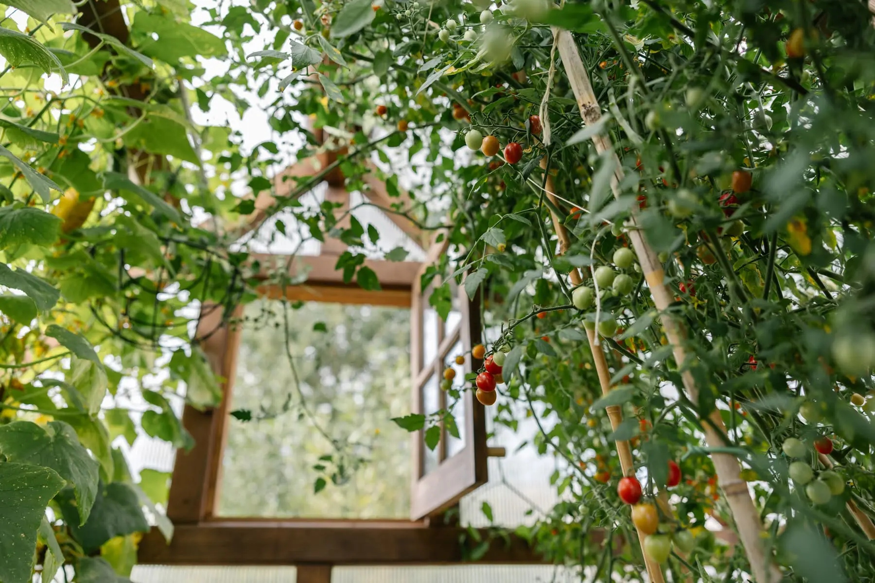 In Season: The Nightshade Primer