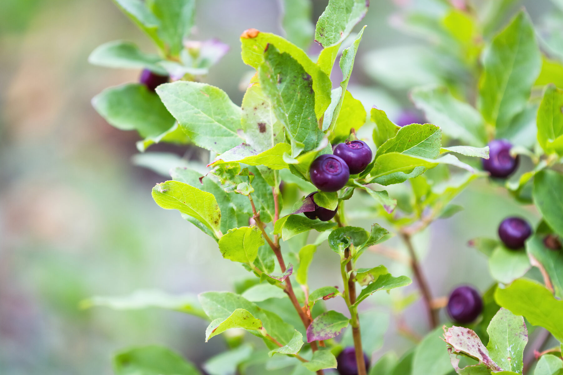 berry guide 2