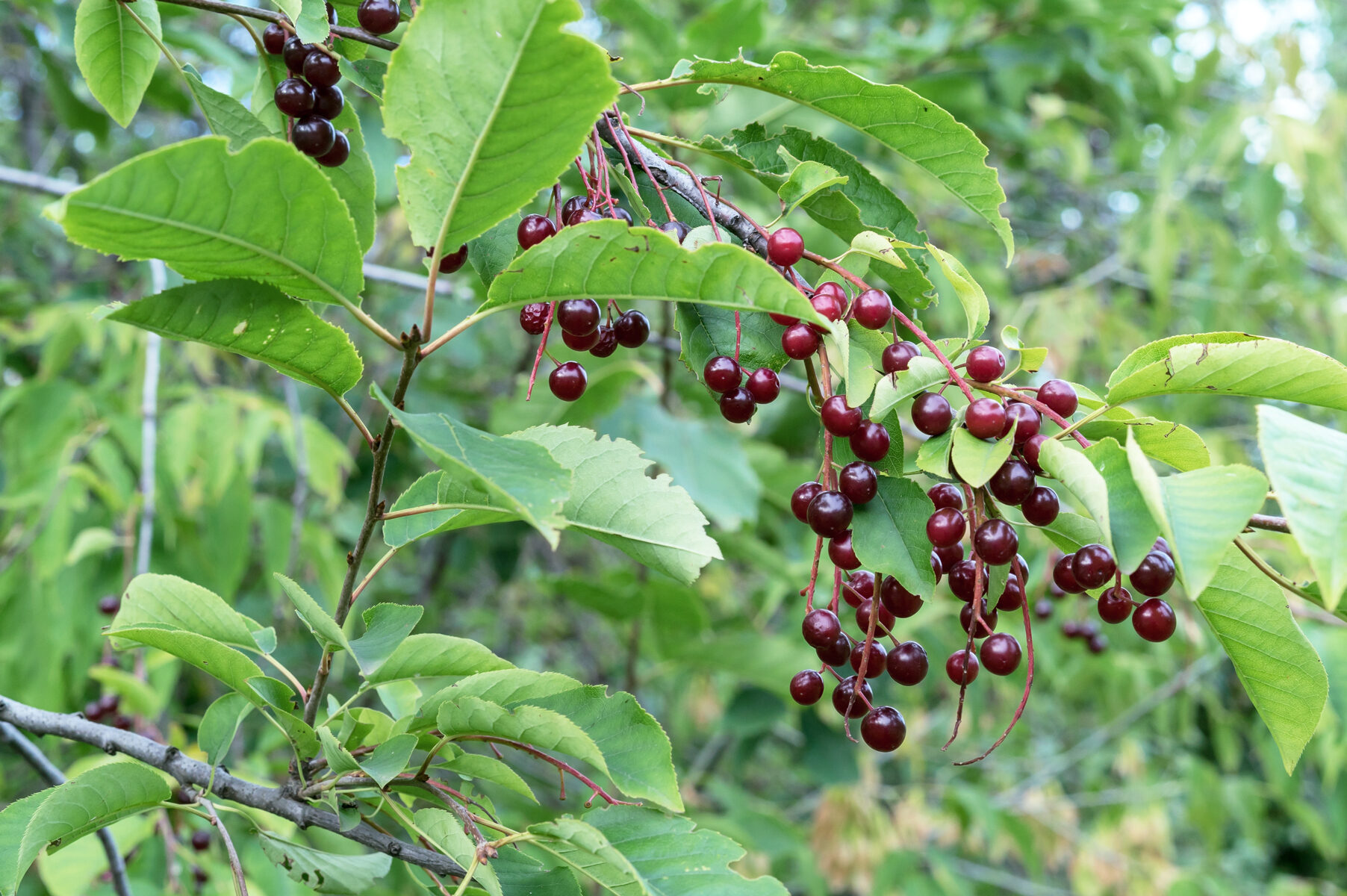 berry guide 3