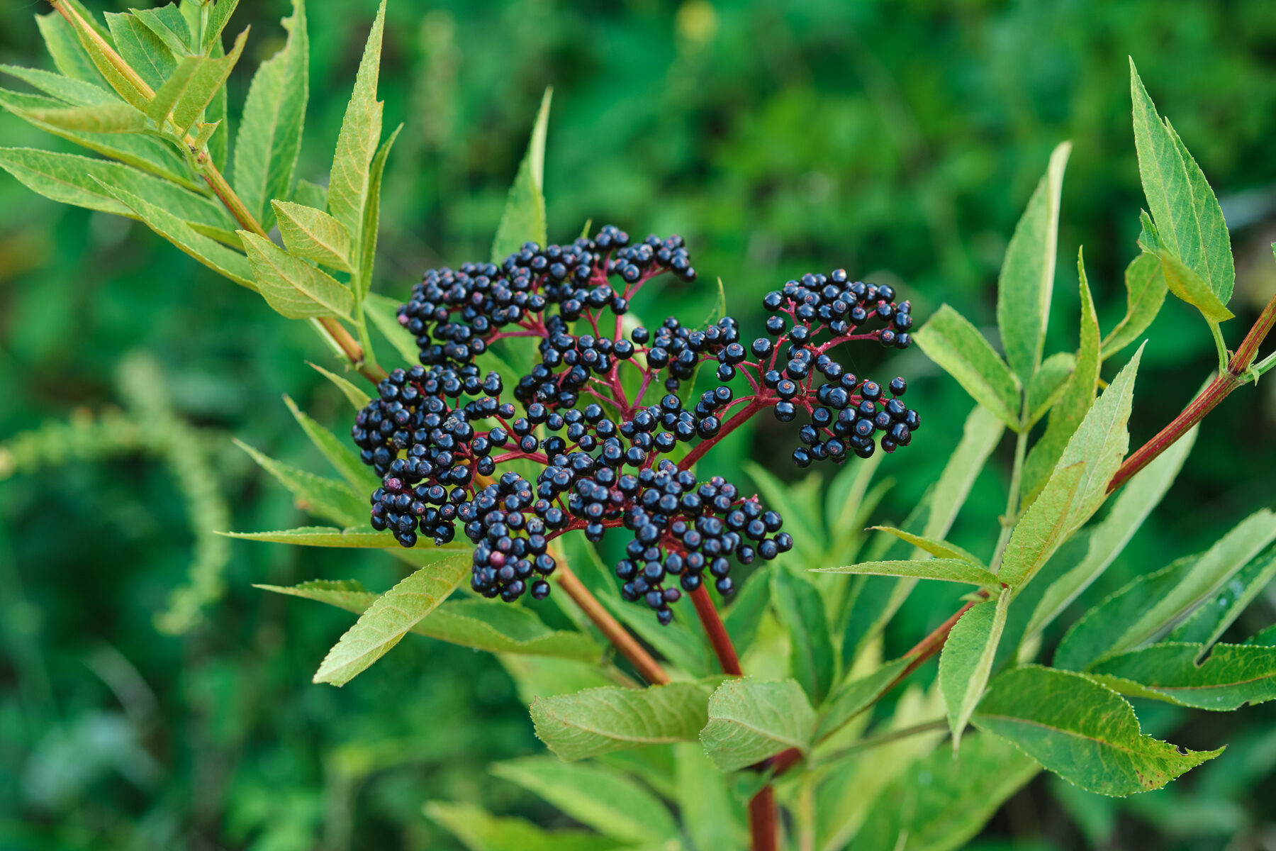 berry guide 5