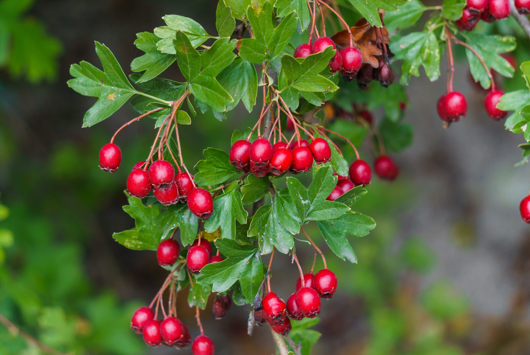 berry guide 6