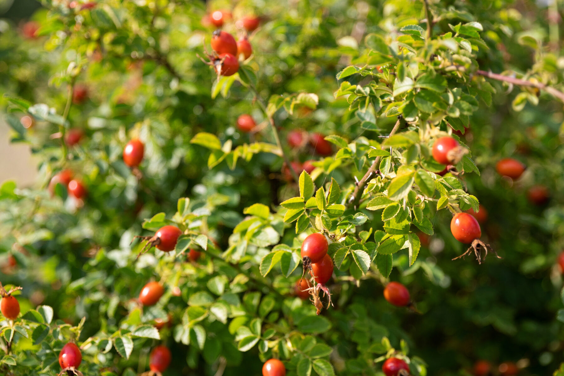 berry guide 7