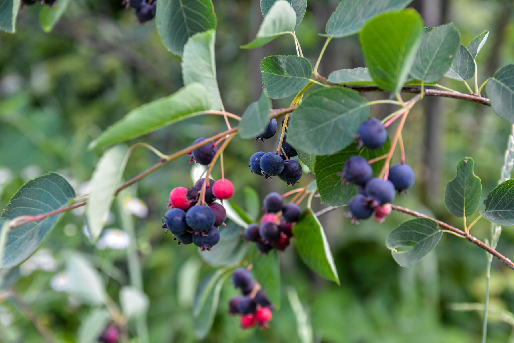 berry guide 8