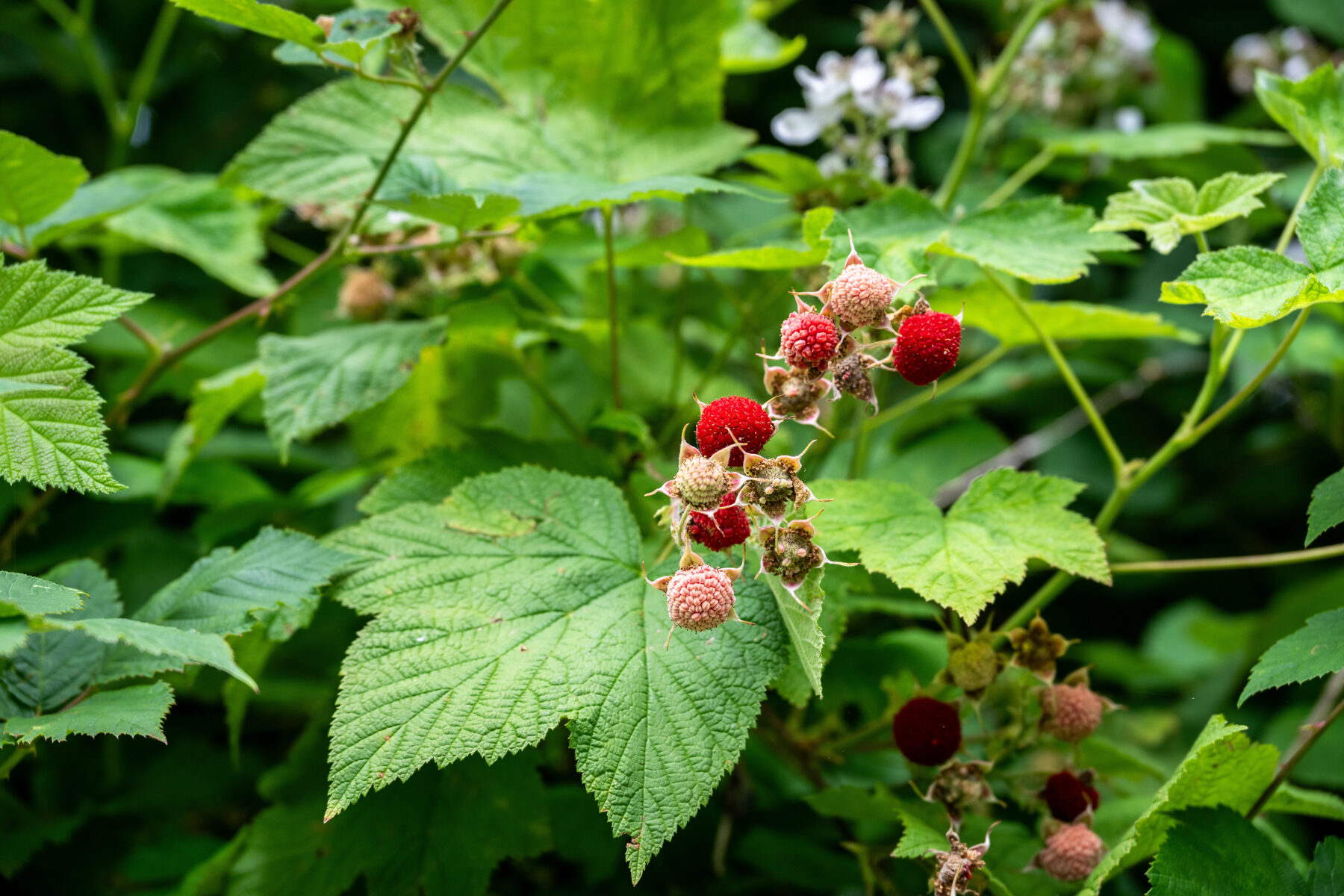 berry guide 9