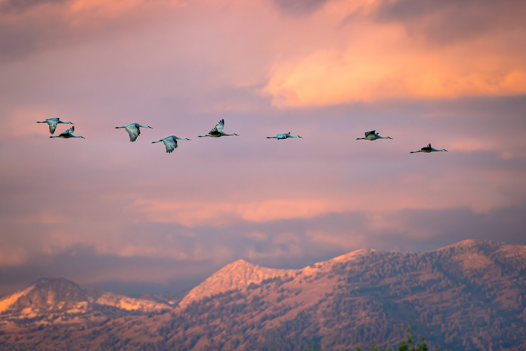 crane festival 1