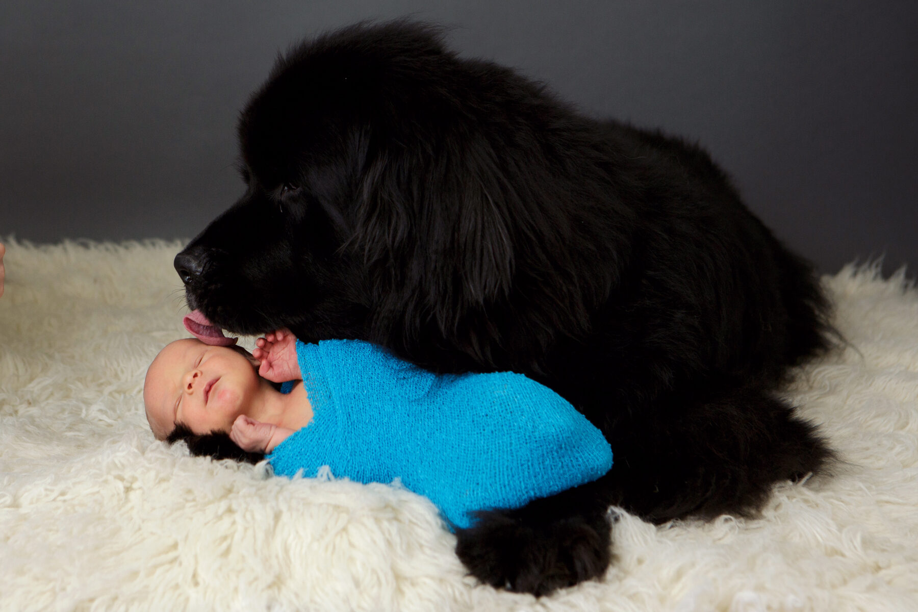 role of dogs 7